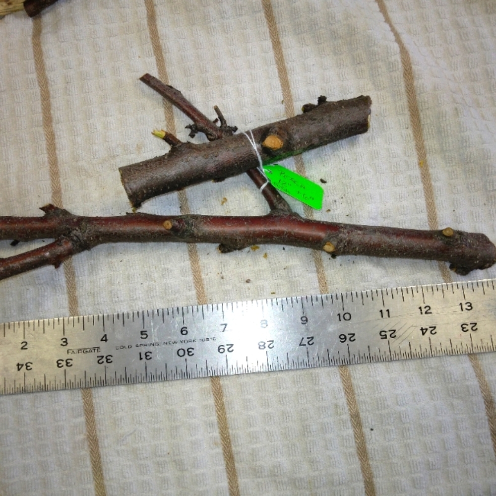Peach Tree Branches for Crafting Isopods Reptiles  Terarrium  Jararrium Vivarium
